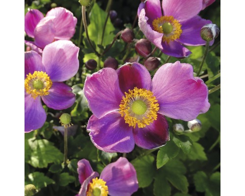 Nahaufnahme von Japanischen Anemonenblüten