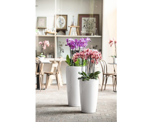 Zwei weiße Pflanzgefäße mit lila und rosa Orchideen auf Backsteinboden