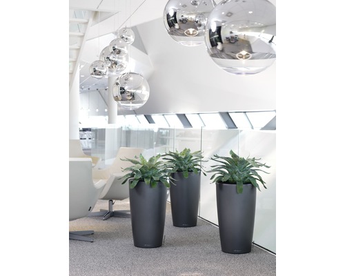 Dekorative Pflanzen in Pflanzgefäßen im Innenbereich.