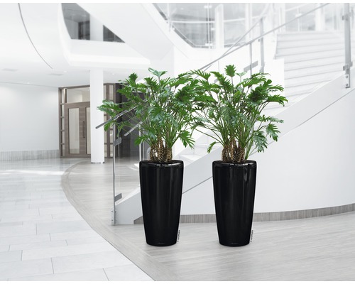 Zwei Philodendron Pflanzen in schwarzen Pflanzgefäßen in einem Gebäude mit Treppe.