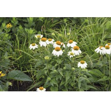 Nahaufnahme von weißen und gelben Sonnenhutblüten im Gartenbeet