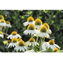 Gruppe von blühenden Sonnenhut Blumen im Garten