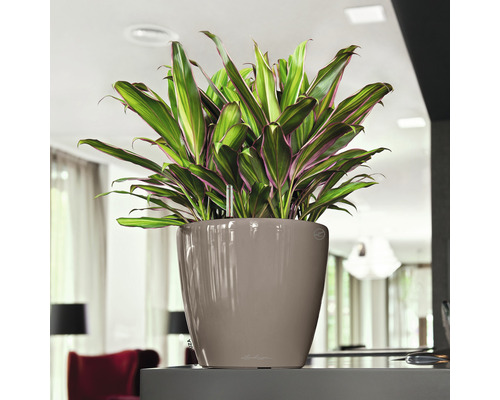 Zimmerpflanze in Pflanzgefäß