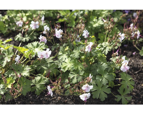 Blühende Elfenblume im Gartenbeet