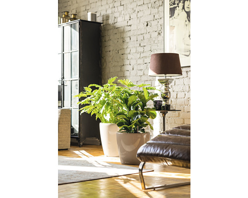Zwei Zimmerpflanzen in Pflanzgefäßen in einem hellen Wohnraum mit Ziegelwand
