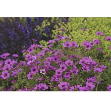 Nahaufnahme von lila Storchschnabelblüten im Garten