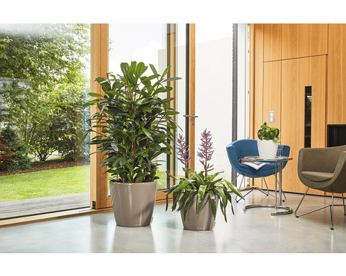 Zwei Zimmerpflanzen in Töpfen auf dem Boden vor einem Fenster.