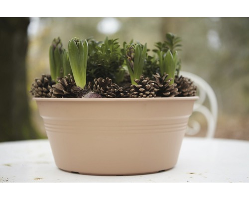 Hyazinthenzwiebeln in einem Topf mit Tannenzapfen dekoriert