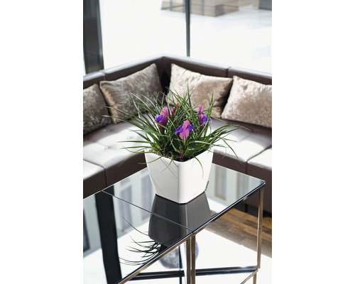 Dekoratives Arrangement mit lila Iris in einem weißen Übertopf auf einem Beistelltisch