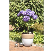 Gartenhortensie in einem Pflanzgefäß mit Dekokugeln