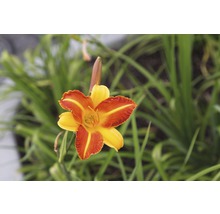 Nahaufnahme einer Taglilienblüte