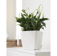 Einzimmerpflanze Spathiphyllum im weißen Topf