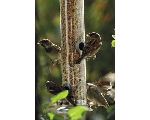 Mehrere Spatzen an einem mit Vogelfutter gefüllten Futterspender.