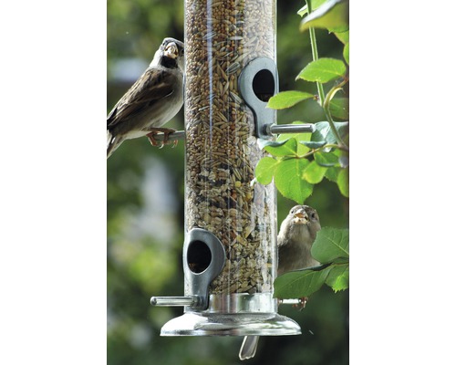 Zwei Spatzen an einem mit Vogelfutter gefüllten Futterspender.