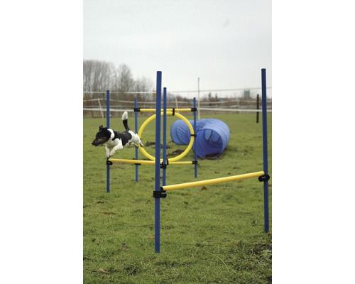 Hund springt über Agility Hürde auf Rasenfläche