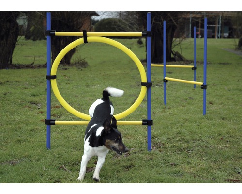 Hund springt durch einen Agility Reifen Parcours für Hunde