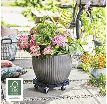 Hortensie in einem Pflanzgefäß auf einem Rollbrett im Garten.