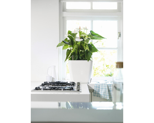 Innenraumszene mit Anthurie in weißem Topf auf einer Küchenzeile