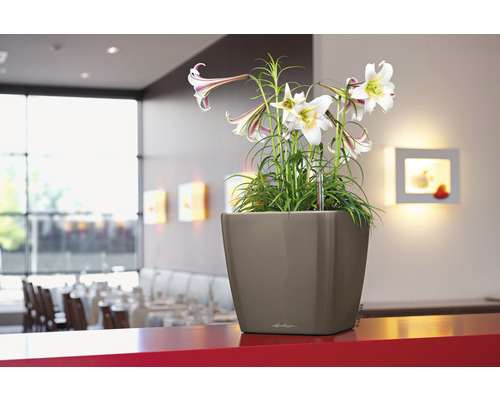 Quadratischer Blumentopf mit Lilien auf einem roten Tisch