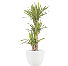 Yucca Zimmerpflanze in einem Topf