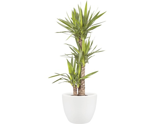 Yucca Zimmerpflanze in einem Topf