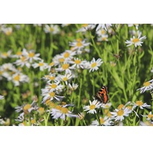 Ein Feld mit Gänseblümchen und einem Schmetterling