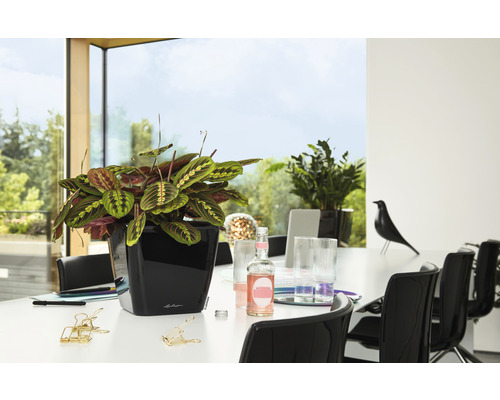 Gebetspflanze in schwarzem Pflanzgefäß auf einem Tisch