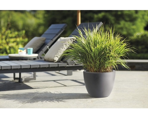 Gartenszene mit Dekorativem Topf und Sonnenliegen im Hintergrund