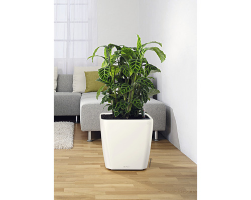 Zimmerpflanze in weißem Pflanzgefäß im Wohnraum
