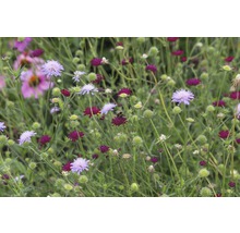 Blumenwiese mit verschiedenen Scabiosa-Blüten und einer Hummel