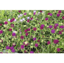 Nahaufnahme einer Wiesenknopf-Aussaat mit purpurroten Blüten