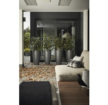 Szene einer Terrasse mit bequemen Gartenmöbeln und hohen Pflanzgefäßen.