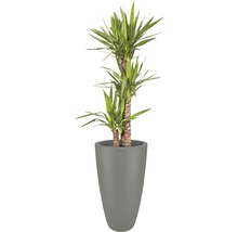 Yucca Zimmerpflanze im Topf