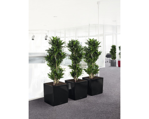 Drei Drachenbäume in schwarzen Pflanzgefäßen in einem hellen Büroraum.
