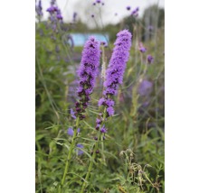 Zwei blühende Präriekerzen im Garten