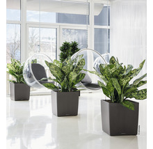 Innenraum mit Pflanzen in quadratischen Pflanzgefäßen und Hängesesseln