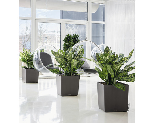 Innenraum mit Pflanzen in quadratischen Pflanzgefäßen und Hängesesseln