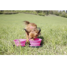 Ein Hund trinkt aus einem von zwei rosa Hundenäpfen im Gras