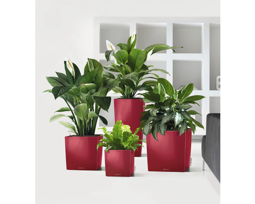 Verschiedene Zimmerpflanzen in Pflanzgefäßen in verschiedenen Größen