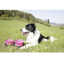 Ein Border Collie liegt neben zwei zusammenklappbaren Hundenäpfen im Gras.