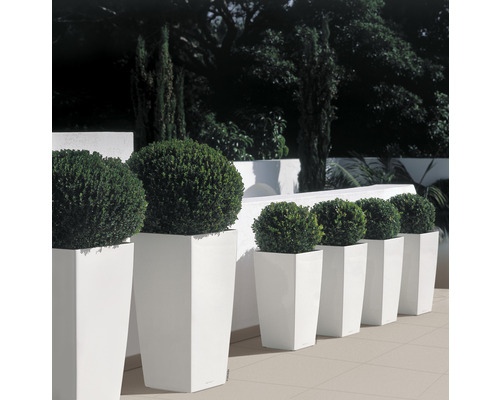 Reihe von quadratischen Pflanzgefäßen mit kugelförmigen Pflanzen für den Außenbereich