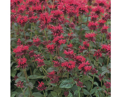 Monarda-Pflanze mit roten Blüten im Gartenbeet
