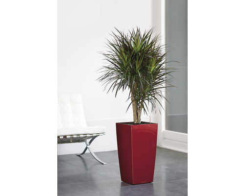 Drachenbaum in einem roten Pflanzgefäß im Innenbereich.