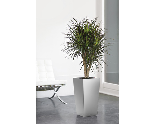 Drachenbaum in einem Pflanzgefäß in einem hellen Raum