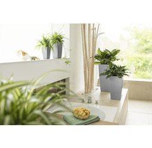 Badezimmer mit Pflanzen in Pflanzgefäßen