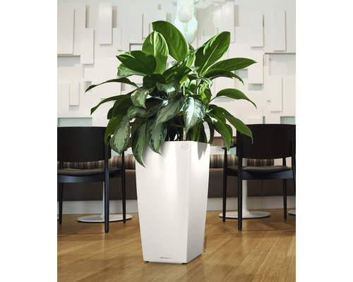 Zimmerpflanze in einem weißen Pflanzgefäß auf dem Boden