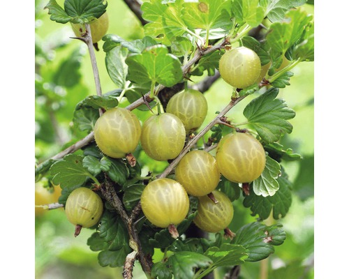 Stachelbeeren