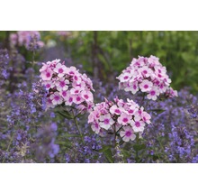 Nahaufnahme von rosa und lila Flammenblumen in einem Garten.