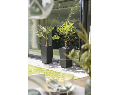 Zwei Palmen in Pflanzgefäßen auf einer Terrasse