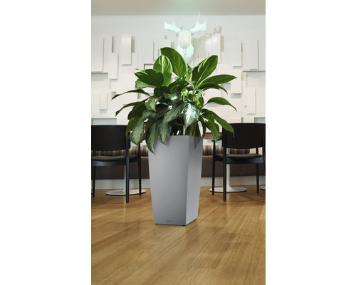 Pflanze in einem grauen, quadratischen Blumentopf im Innenbereich.